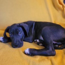 Boy - Black and white Great Dane puppy in Gonzales, Louisiana from Anstatt House Of Danes