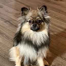 Scarlet - Pomeranian