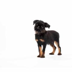 Brussels Griffon and Italian Greyhound Puppies from Adornare Kennels