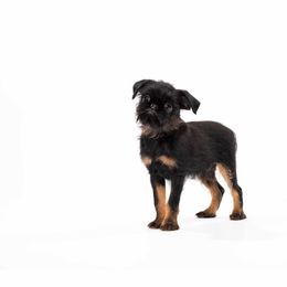 Brussels Griffon and Italian Greyhound Puppies from Adornare Kennels