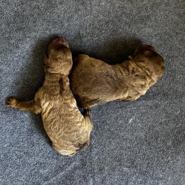 Girl 2 - Brown female Chesapeake Bay Retriever puppy in Lake Anna, Virginia from Three Horses Chesapeakes