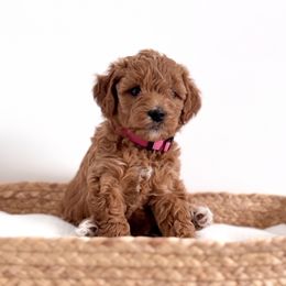Goldendoodle Puppies from Indy Goldendoodles