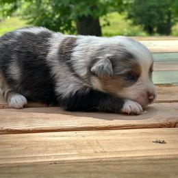 Boy 1 - Blue merle male Miniature Australian Shepherd puppy in Doddridge, Arkansas from Huddleston Farm
