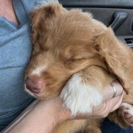 Nova Scotia Duck Tolling Retriever Puppies from Mountain Ranch Tollers
