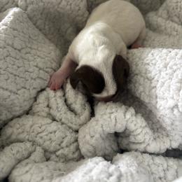 Chase - Piebald male Dachshund puppy in Tomball, Texas from Gutierrez House of Doxies