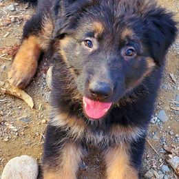 German Shepherds from Brookside GSD's