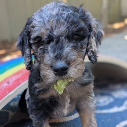 Blue collar - Merle male Goldendoodle puppy in Olympia, Washington from Sinclairdoodles