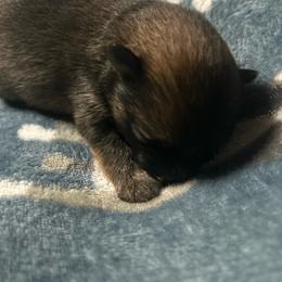 Selene - Orange sable female Pomeranian puppy in Silver Springs, Florida from Gigi’s Pocket Poms