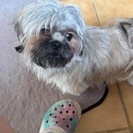 Lovity - Tricolor female Shih Tzu puppy in Kettering, Ohio from The Ruff Life Tribe