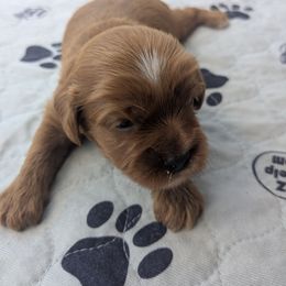 Betty - Apricot female Cavapoo puppy in Lincolnton, North Carolina from Home Sweet Home Puppies