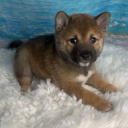 Sicily - Sesame female Shiba Inu puppy in Inverness, Florida from Shore Thing Shiba’s