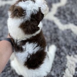 Goldendoodle All Grown Up from Cali Doodles Gone South