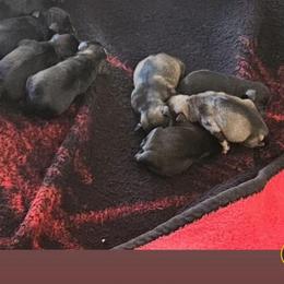 Female 3 - Salt and pepper female Miniature Schnauzer puppy in Chino, California from So Cal Schnauzer