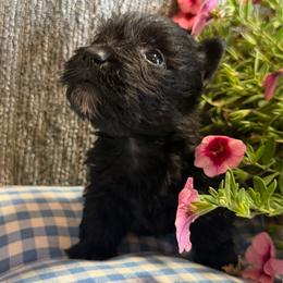 Black Girl 3 - Black female Scottish Terrier puppy in Nickelsville, Virginia from Pecan Creek