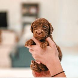 Reese - Chocolate female Goldendoodle puppy in Punta Gorda, Florida from Transformation Acres Goldendoodle