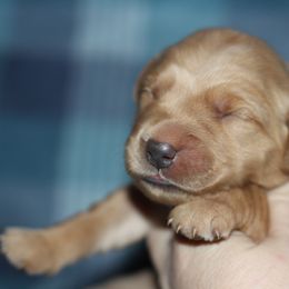 Girl 1 - Golden female Golden Retriever puppy in Lucasville, Ohio from Trusting Hearts Kennel
