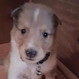 Diesel - Sable merle and white male Collie puppy in Montpelier, Virginia from Gun Barrel Collies