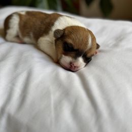 Pembroke Welsh Corgi Puppies from Lake Pepin Corgi's