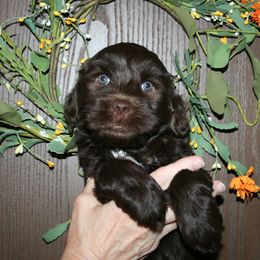Australian Labradoodle Puppies from Windsor Creek Labradoodles