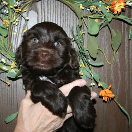 Australian Labradoodle Puppies from Windsor Creek Labradoodles