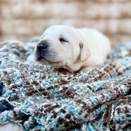 Arrow - Yellow male Labrador Retriever puppy in Sweet Home, Oregon from Knotty Creek Labradors