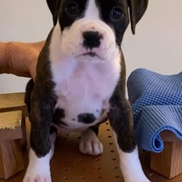 Boxer Puppies from Fineview Boxers