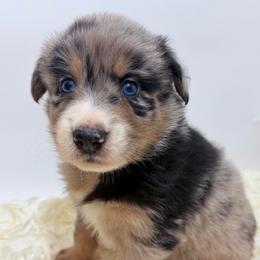 Baloo - Gray Collar - Blue merle male Australian Shepherd puppy in San Marcos, California from Faith Family Freedom Farm