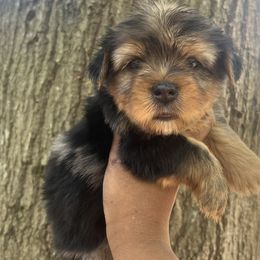 Snoopy - Merle male Yorkipoo puppy in Shelby, North Carolina from Precious pups dynasty kennel