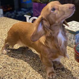 Tucker - Dachshund