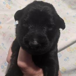 Pink collar - Black female German Shepherd puppy in Oscoda, Michigan from Sstar