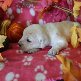 Ashley - Golden female Golden Retriever puppy in Fredericksburg, Ohio from Golden family companion's
