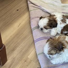 Shih Tzus from Snowhisper Shih Tzu
