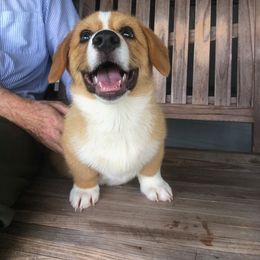 Pembroke Welsh Corgi Puppies from Miss Red's Corgi Farm