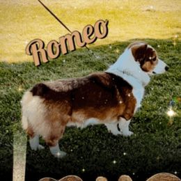 Romeo - Pembroke Welsh Corgi