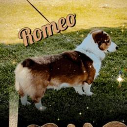 Romeo - Pembroke Welsh Corgi