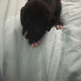 Dash - Brindle male Boxer puppy in Searcy, Arkansas from St. John’s Boxer Butts