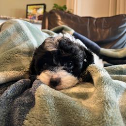 Indy F1 - Black and white female Cavapoo puppy in Garland, Kansas from 3W Ranch