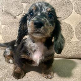 Boy 2 - Dapple male Dachshund puppy in Buchanan, Georgia from Kiser Creek Dachshunds