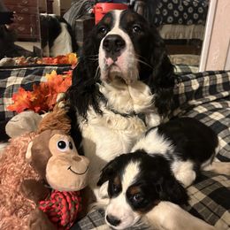 Holly - English Springer Spaniel