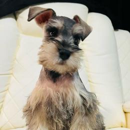 BLUE - Salt and pepper male Miniature Schnauzer puppy in Lehigh Acres, Florida from Southern paws