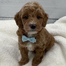 Benny - Red  male Goldendoodle puppy in Kansas City, Kansas from Bella & Ivy’s Mini Goldendoodles of KC