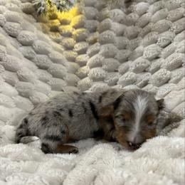Dapple boy 1 - Dapple male Dachshund puppy in Defuniak Springs, Florida from Anastasia Knight's Cocker Spaniels