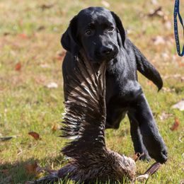 Labrador Retriever Puppies from Lorlyn Labradors