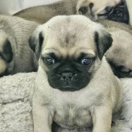 Boy 4 - Fawn male Pug puppy in Rutherfordton, North Carolina from Sweetie Pie Pugs