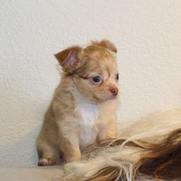 Harlow - Merle female Chihuahua puppy in Tulsa, Oklahoma from H-3 Chihuahuas