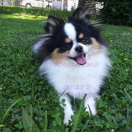 Pomeranians from Skyley's Pomeranians