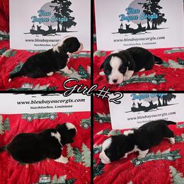 Girl 2 - Black and white female Cardigan Welsh Corgi puppy in Natchitoches. La, Louisiana from Bleu Bayou Corgis