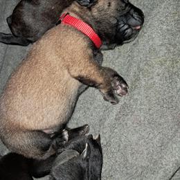 Boy 3 - Fawn male Cane Corso puppy in Clarksburg, West Virginia from West By God Virginia Cane Corso
