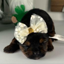 White girl - Black and tan female Yorkshire Terrier puppy in Gainesville, Georgia from Country Dog Kennels.