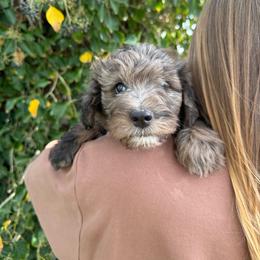Ridge - Merle male Bernedoodle puppy in Fallon, Nevada from Wild Roots Doodles